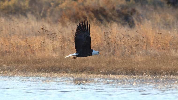 Bald eagle flying over water