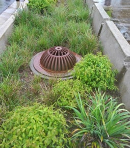 rain gardens help filter stormwater runoff