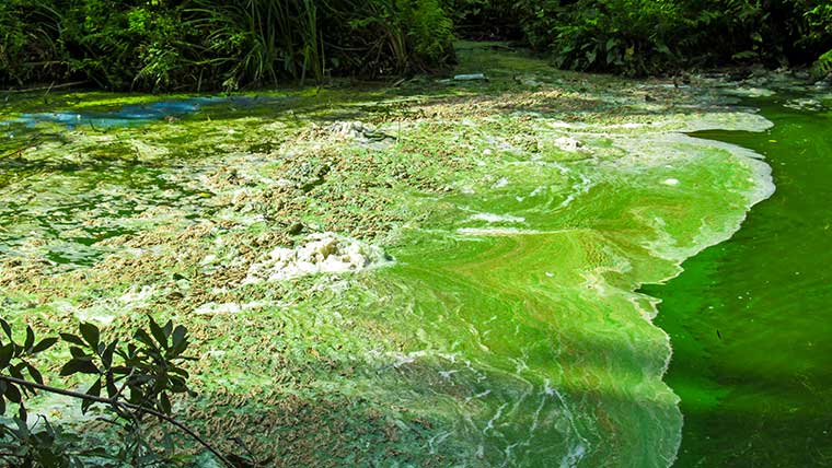 Florida algae blooms