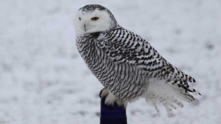 Owls were considered in Aspen-Pitkin environmental planning