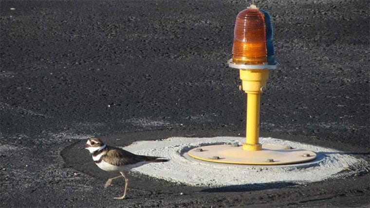 Bird on runway