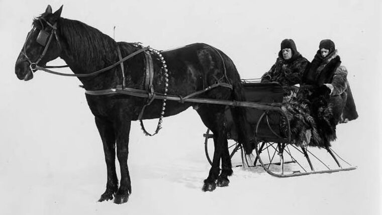 Black and white image showing a horse attached to a sleigh, with a couple in the sleigh