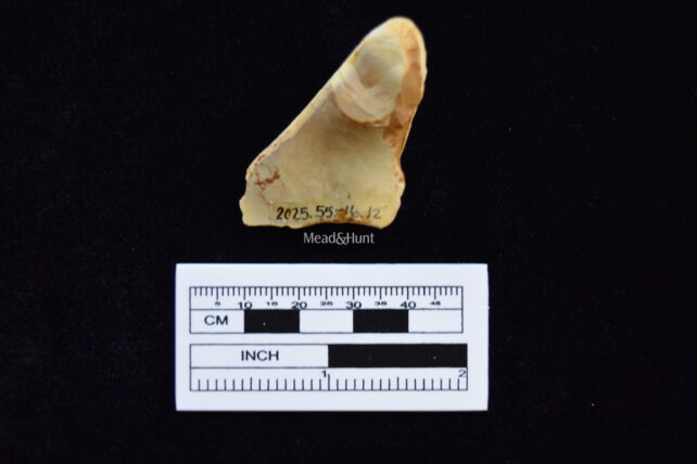 Artifact labelled with catalog numbers at the bottom