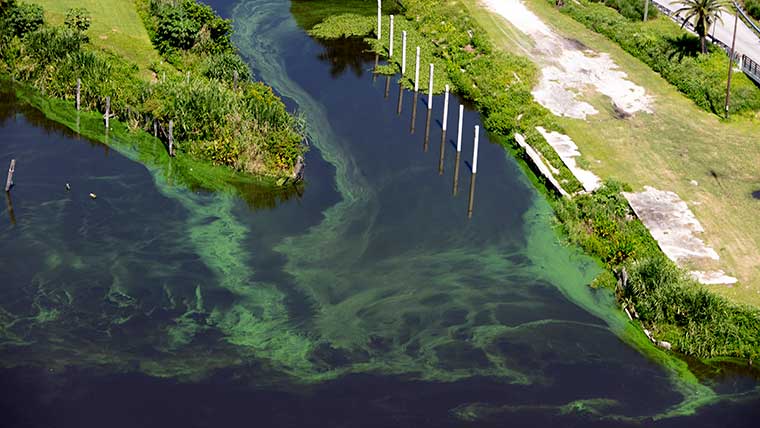 Aerial view of algae in water