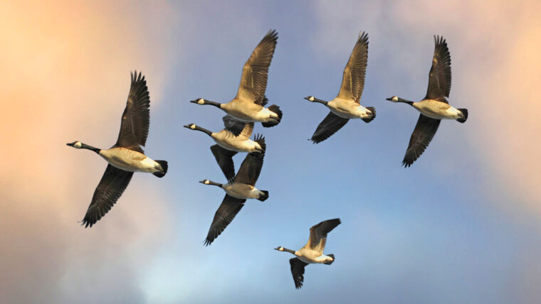 migrating Canadian geese flying at sunset