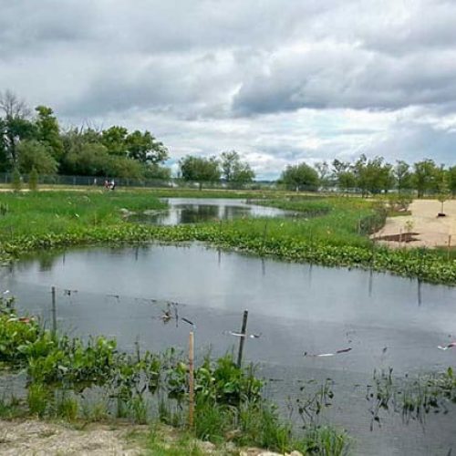 Naturalized wet detention pond at University of Wisconsin