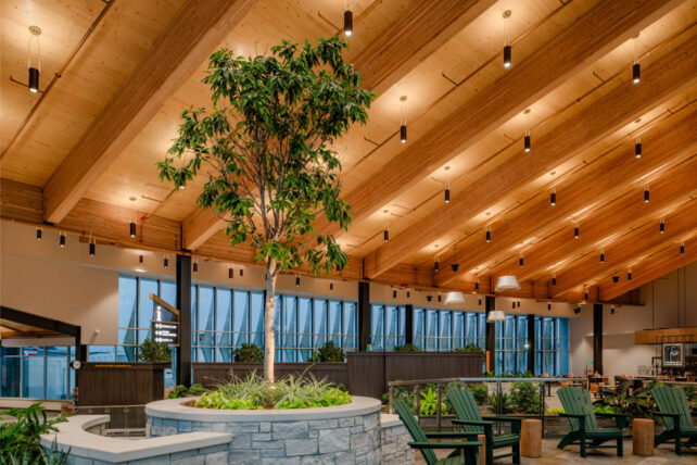 Airport featuring natural design elements of timber ceilings and interior trees
