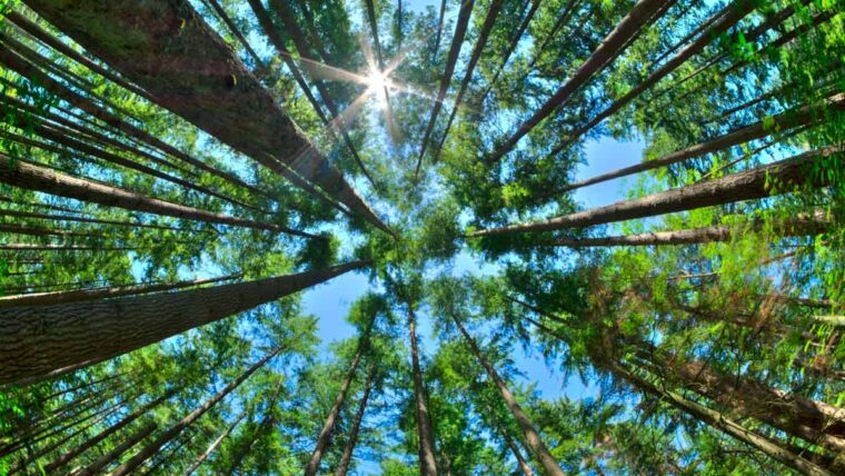 looking directly up through the treetops to the sun and blue sky